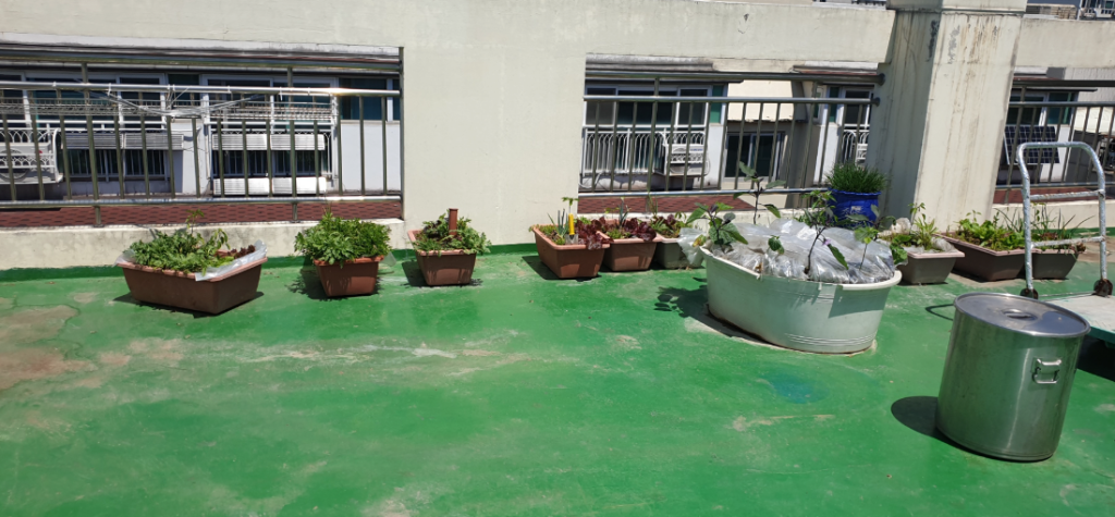 시공 전 옥상 전경 — 화분이 놓여 있고 우레탄이 노후된 상태